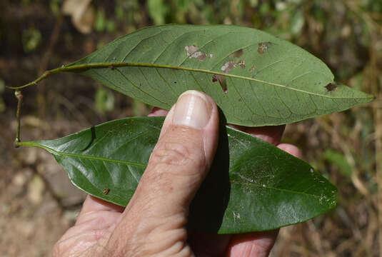 Image of Guioa acutifolia Radlk.