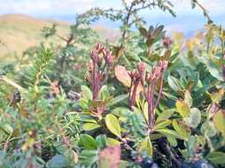 صورة Rhododendron myrtifolium Schott & Kotschy