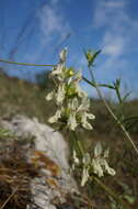 Image of Stachys atherocalyx K. Koch