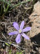 Image of vernalpool brodiaea