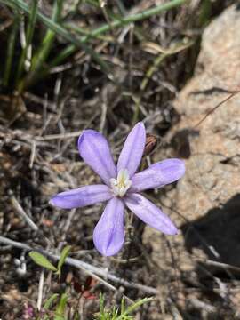 Sivun Brodiaea nana Hoover kuva