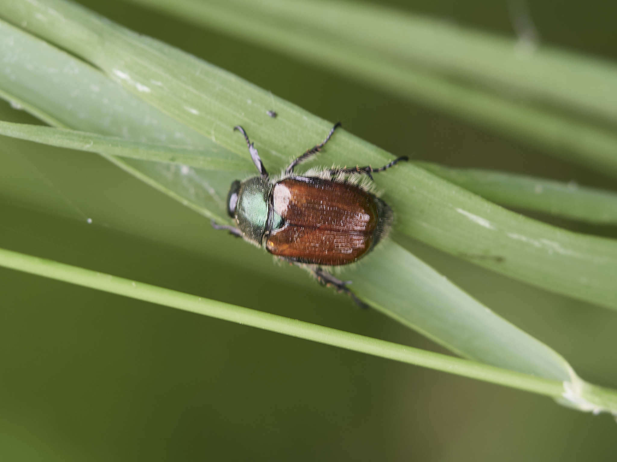 Image of Phyllopertha