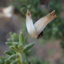 Sivun Pteronia ciliata Thunb. kuva