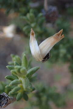 Image of Pteronia ciliata Thunb.