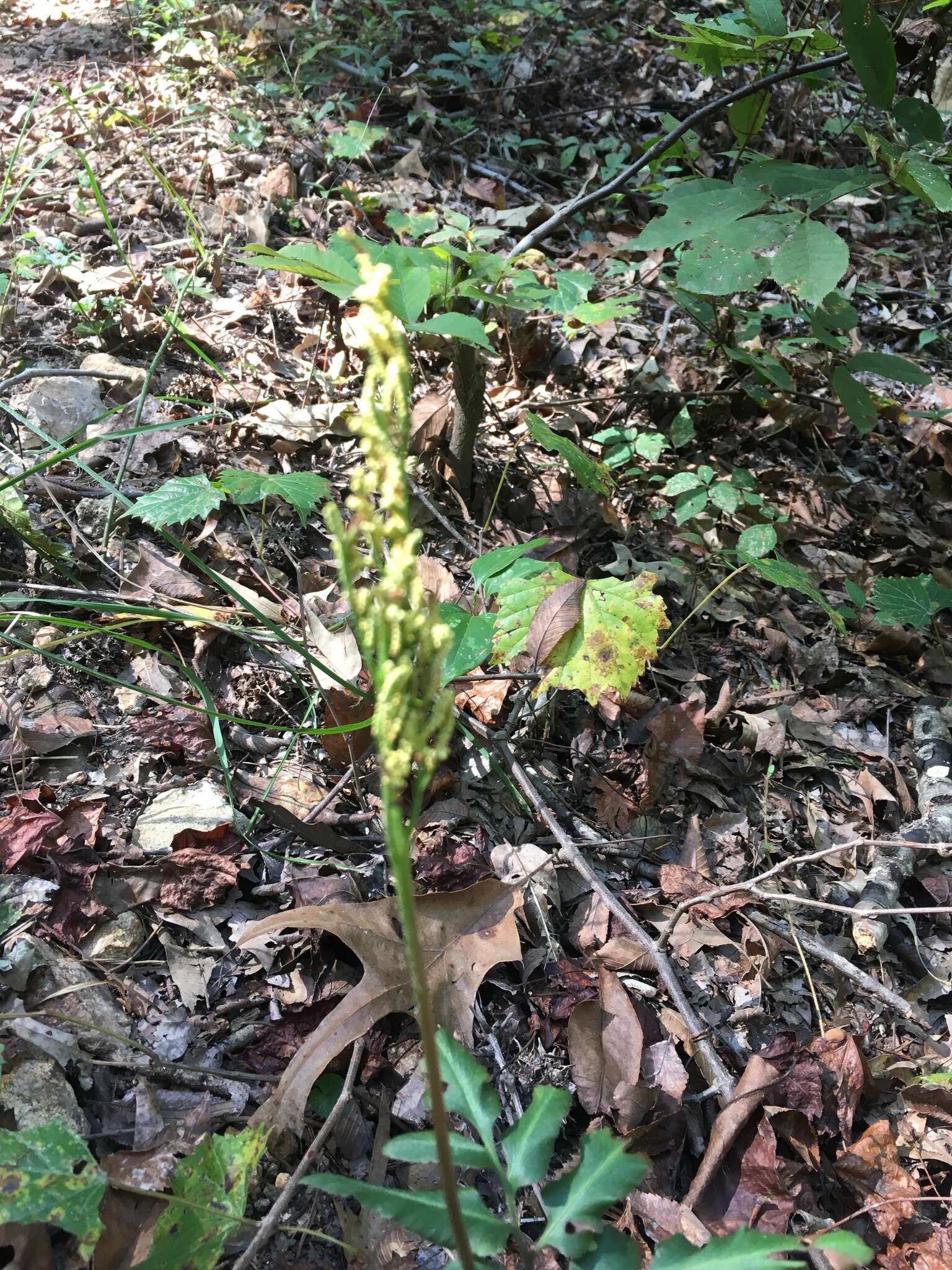 Sivun Sceptridium biternatum (Savigny) Lyon kuva