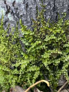 Image of elliptic plagiomnium moss