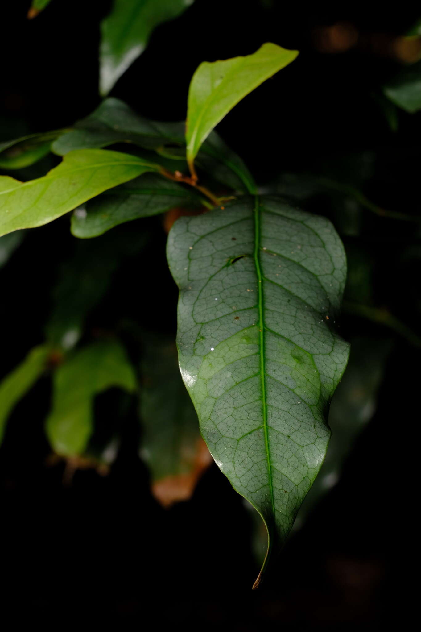 Image of Beilschmiedia elliptica C. T. White