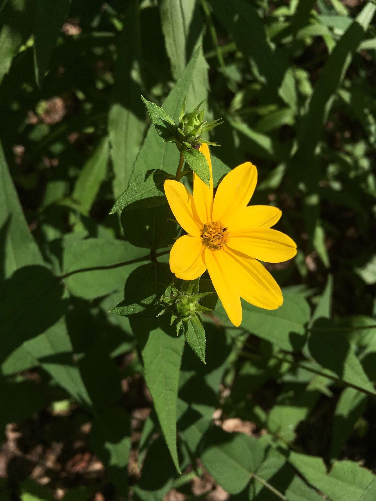 صورة Helianthus divaricatus L.