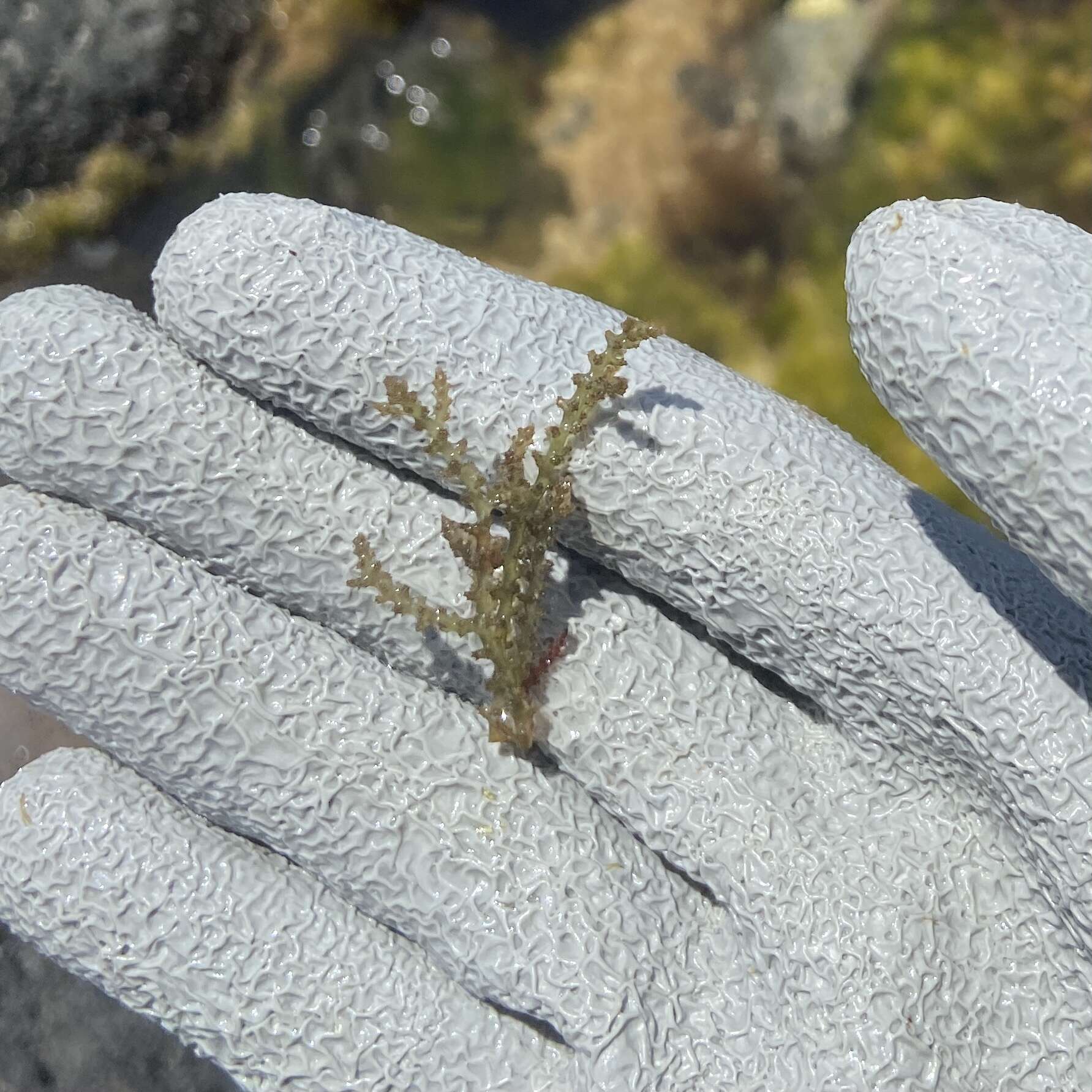 Image of Red algae