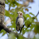 Image of Chestnut-cheeked Starling