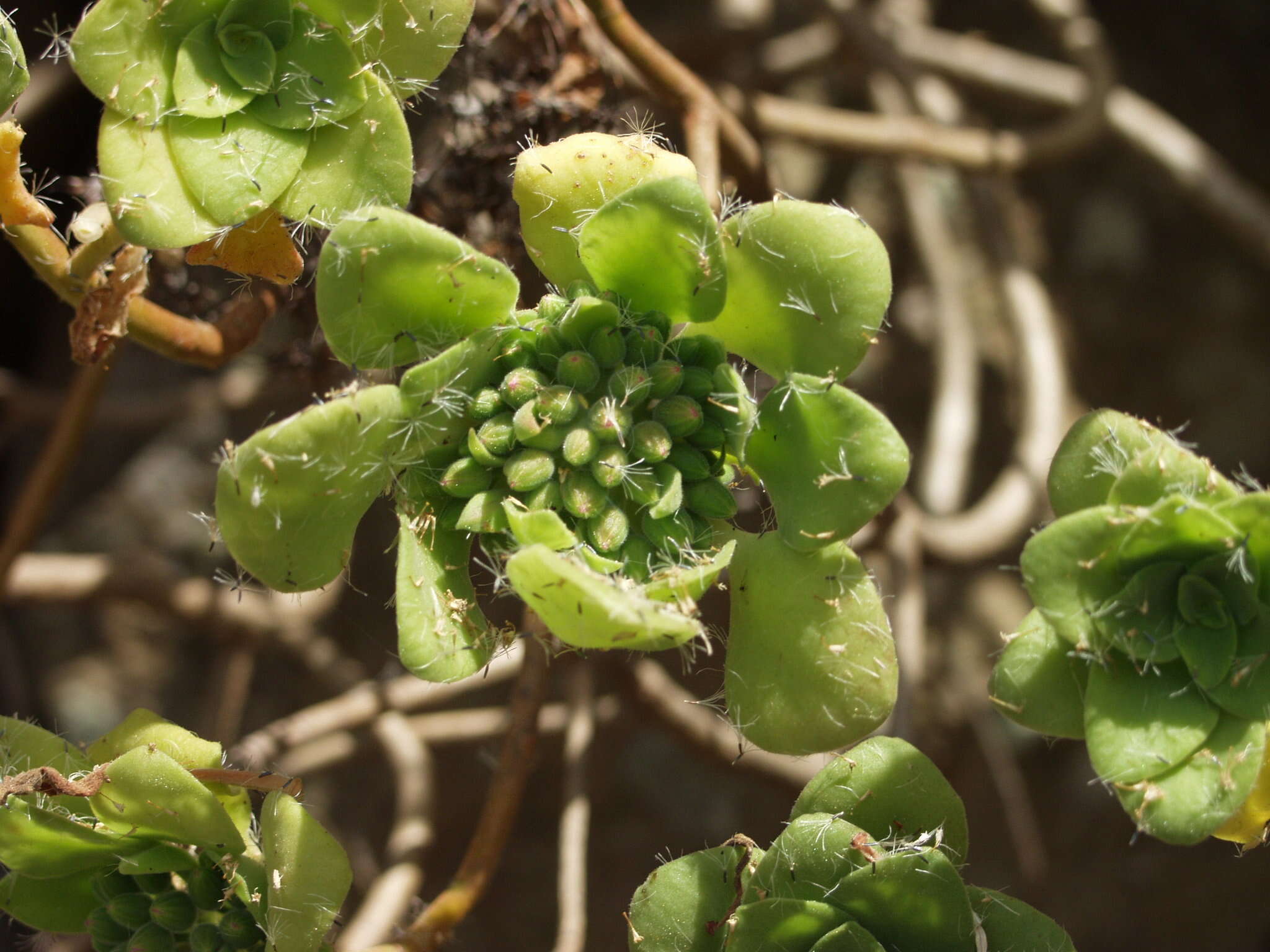 Image of Aeonium goochiae Webb. & Berth.