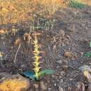 Image of Lachenalia undulata Masson ex Baker