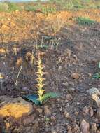 Image of Lachenalia undulata Masson ex Baker