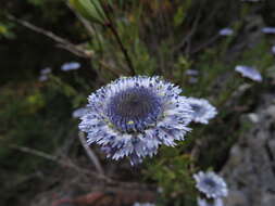 Image of Alypo globe daisy