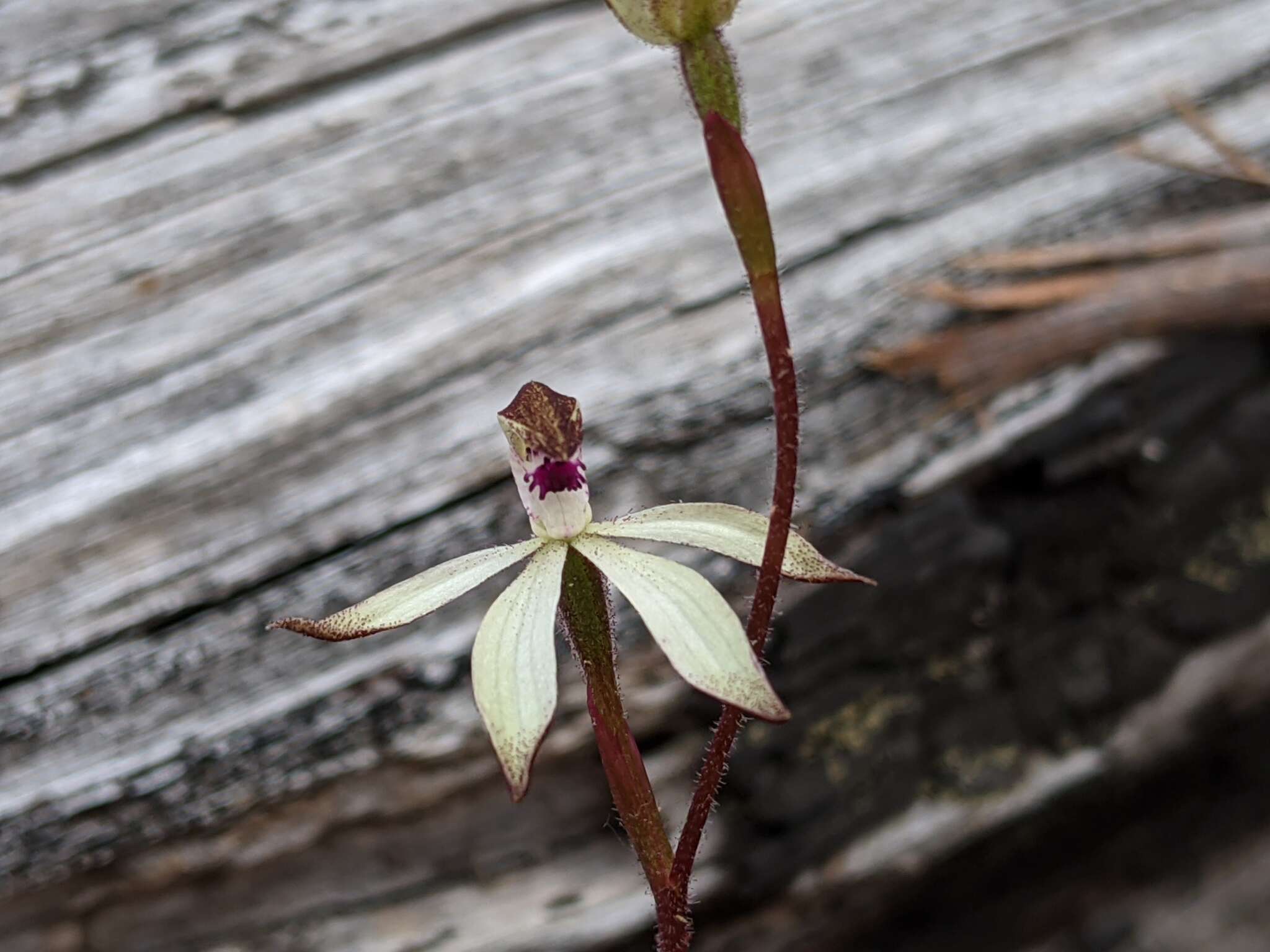 Caladenia atrata D. L. Jones的圖片