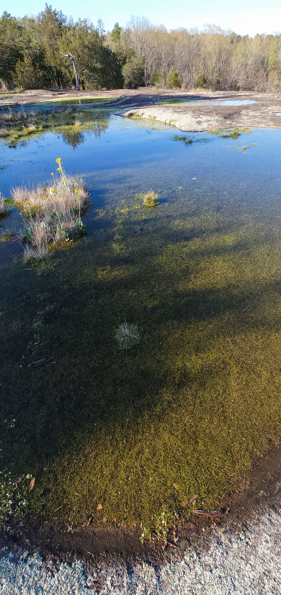 Image of Piedmont Quillwort