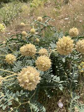 Imagem de Astragalus echinops Aucher ex Boiss.