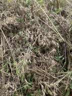 Image of Broom Rosette Grass