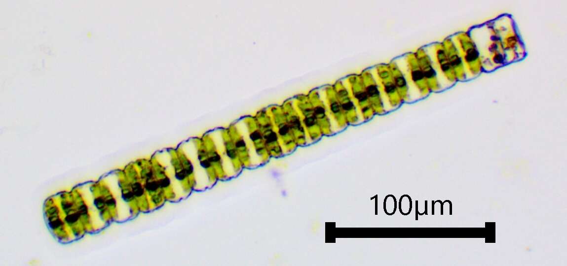 Image of Hyalotheca Ehrenberg ex Ralfs 1848