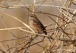 Emberiza cioides ciopsis Bonaparte 1850的圖片