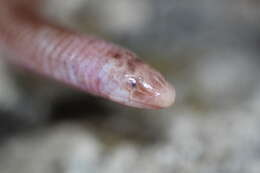 Image of Munoa Worm Lizard