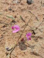 Image of Tephrosia lupinifolia DC.