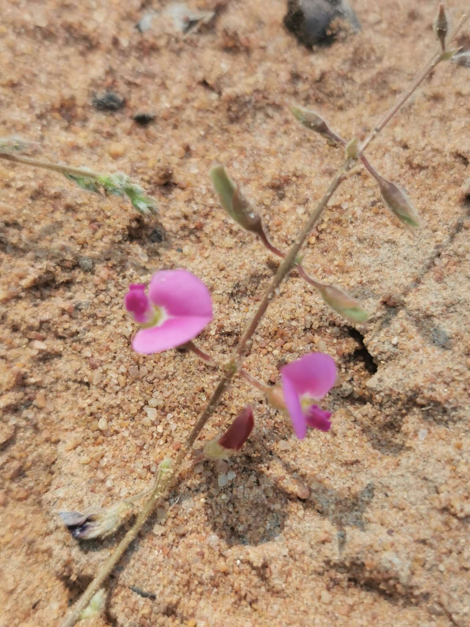 Image of Tephrosia lupinifolia DC.