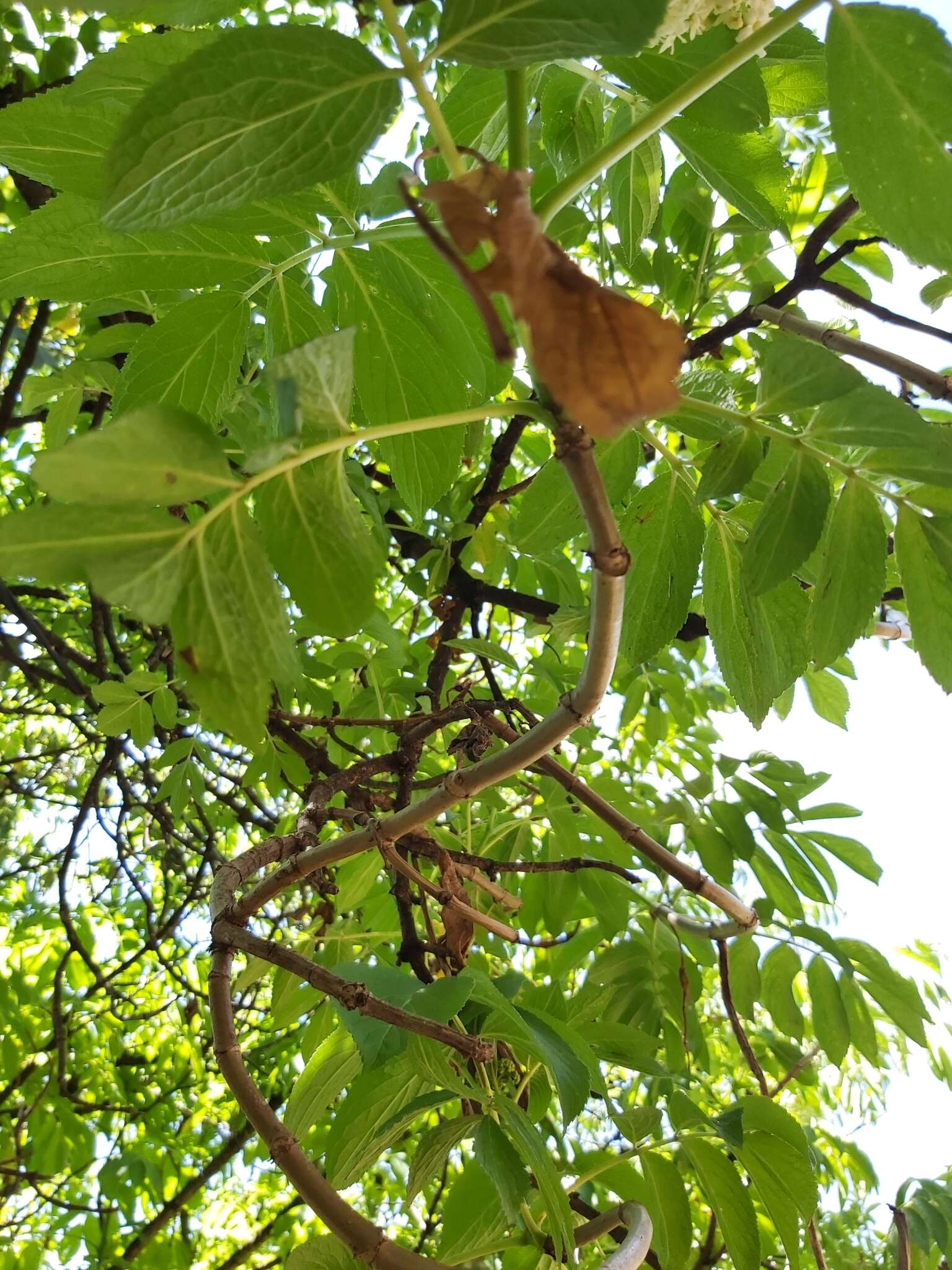 Image de Sambucus peruviana Kunth