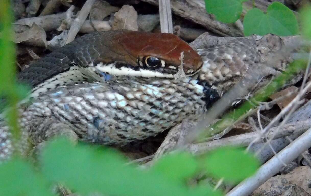 Image of Sonoran Whipsnake