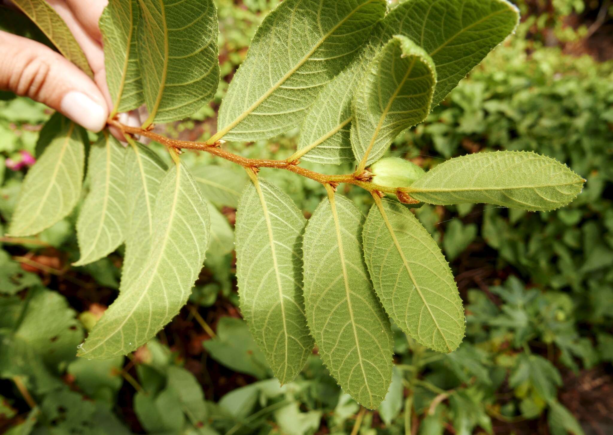 Image of Casearia dodecandra