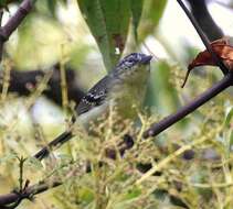 Image of Yellow-breasted Antwren