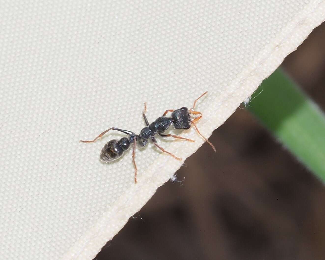 Image de Myrmecia urens Lowne 1865