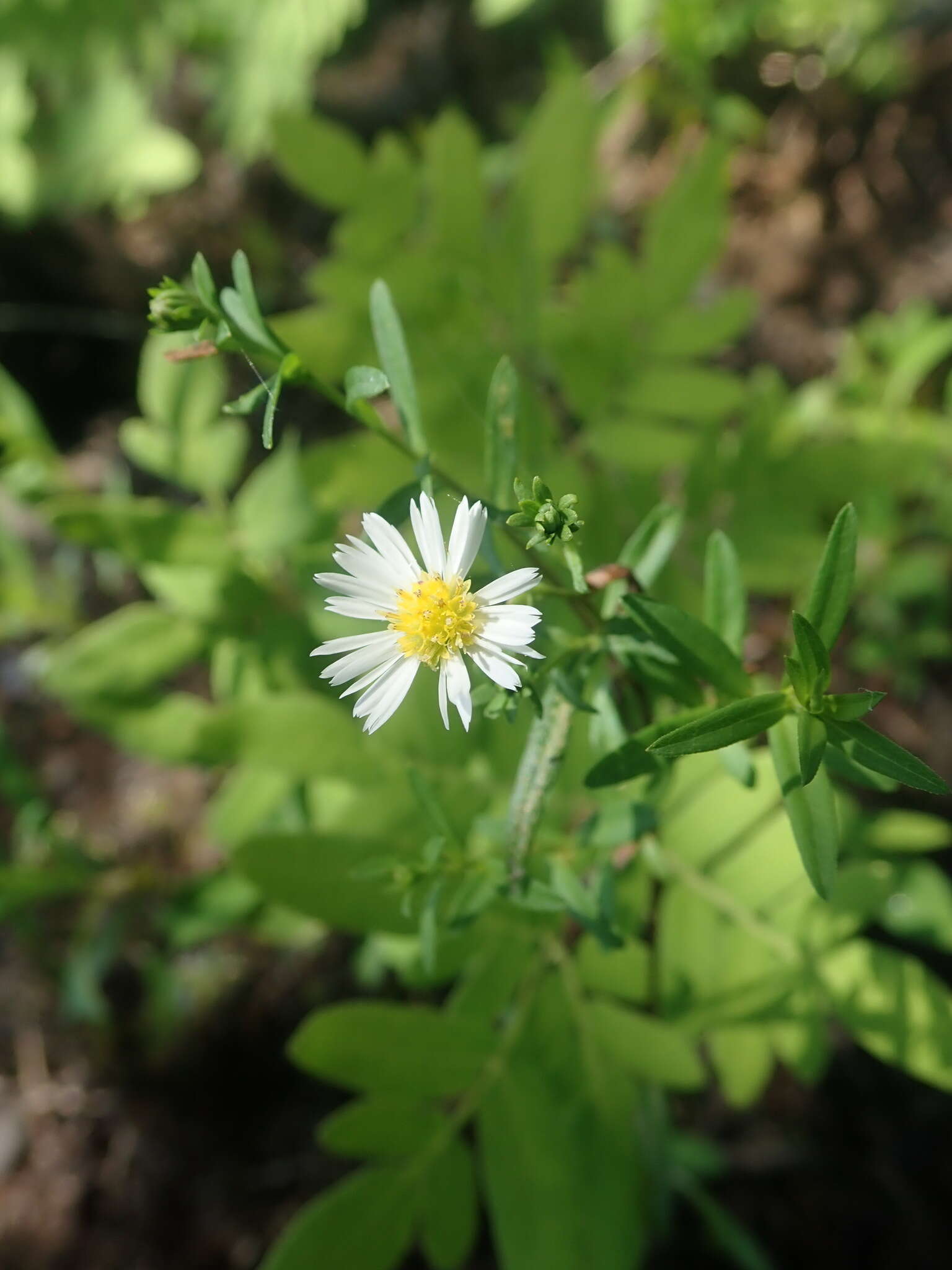 Image of Tradescant's American-Aster