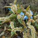 Image of Weinmannia bangii Rusby