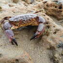 Image of Cuban stone crab