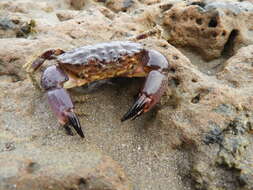 Image of Cuban stone crab