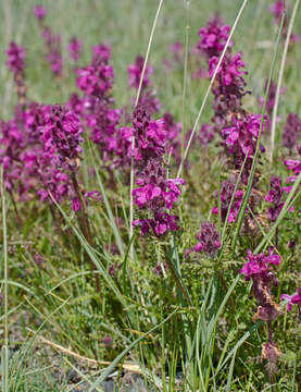 Imagem de Pedicularis moschata Maxim.