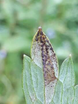 Слика од Leptotrochila ranunculi (Fr.) Schüepp 1959