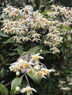 Image of Solanum luculentum C. V. Morton ex S. Knapp