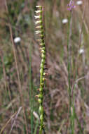 Image of Florida Ladies'-Tresses