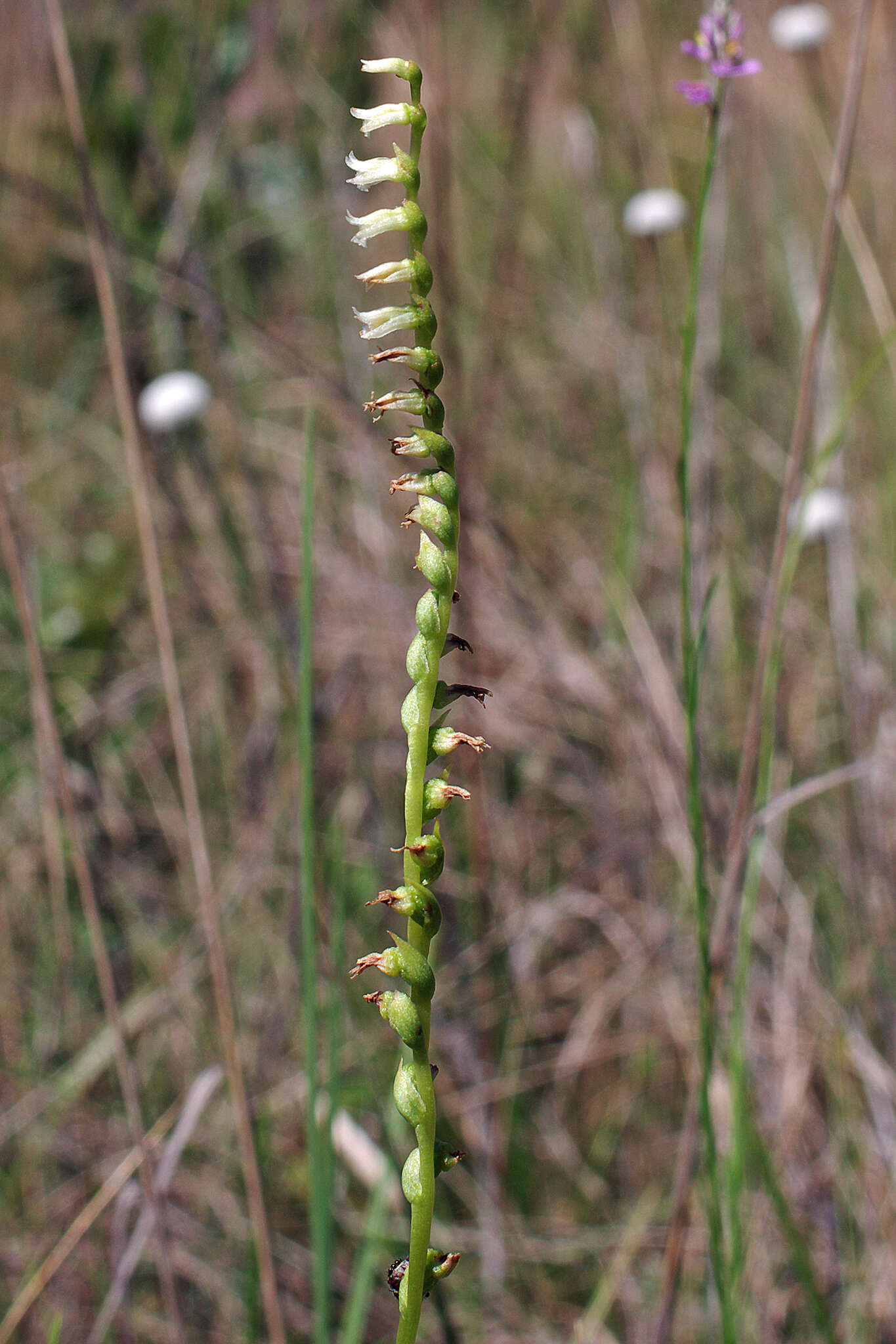 Image of Florida Ladies'-Tresses