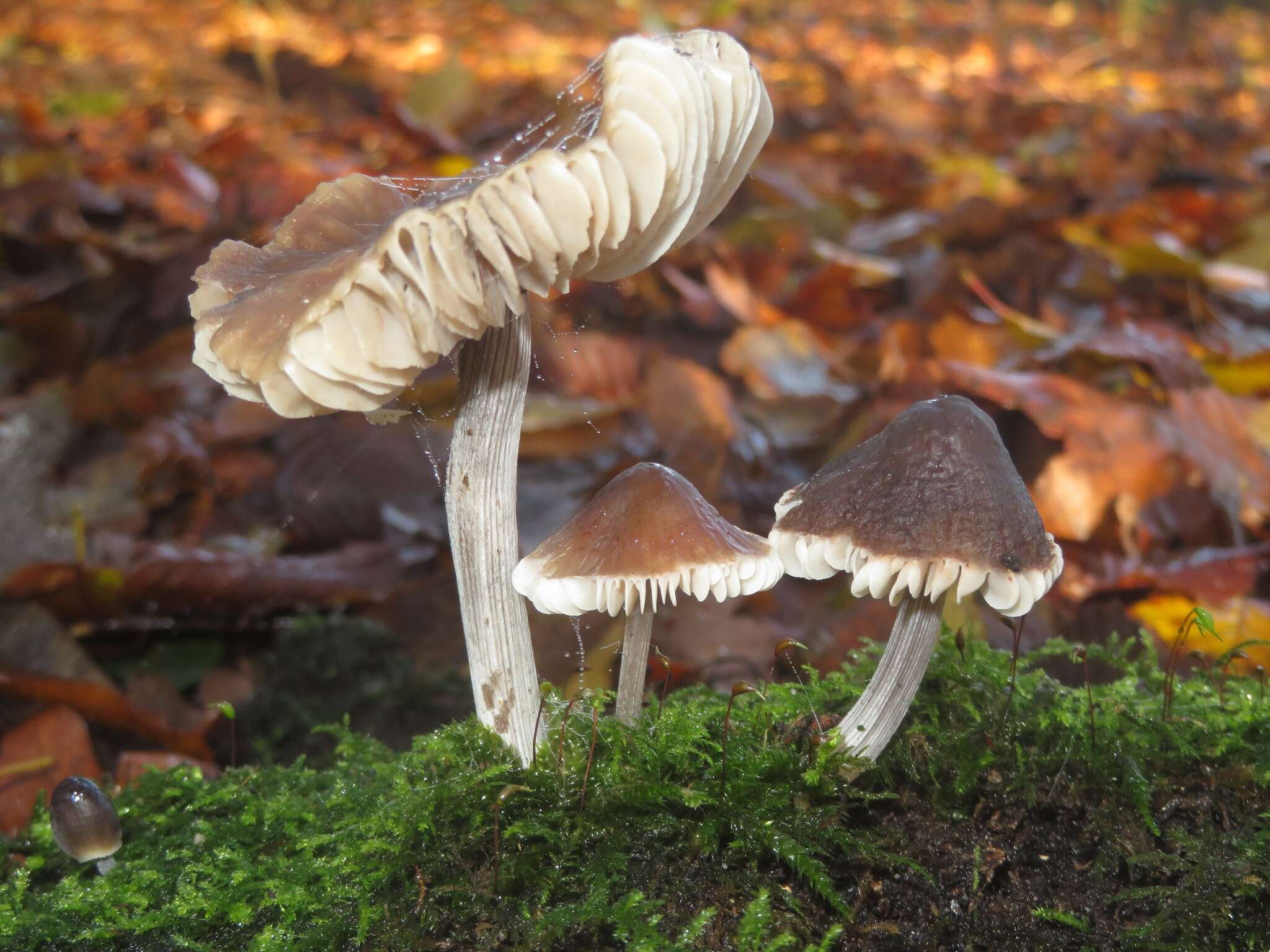 Image of Mycena polygramma (Bull.) Gray 1821