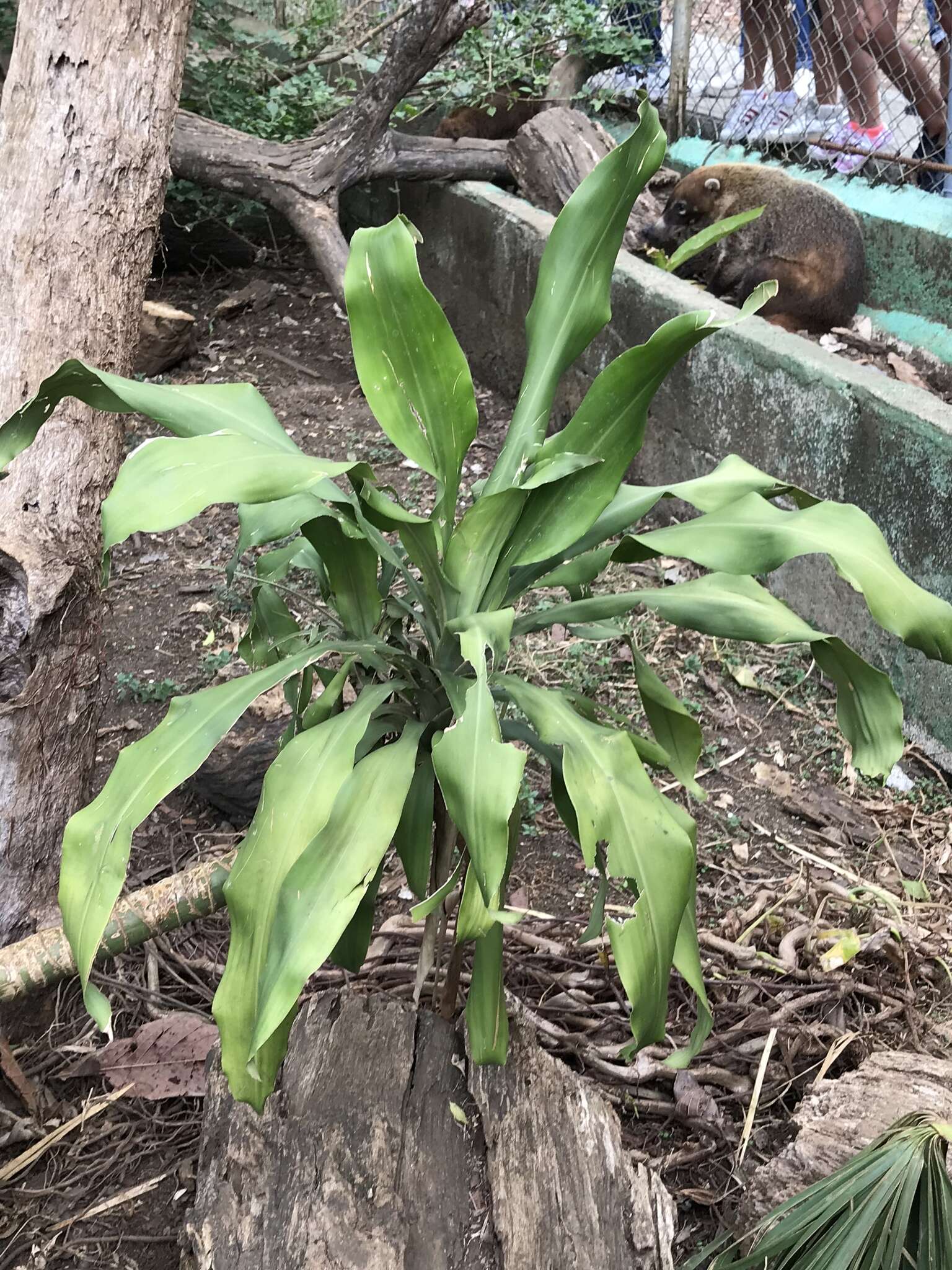 Image of fragrant dracaena