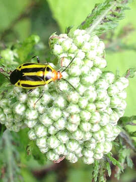 Imagem de Poecilocapsus