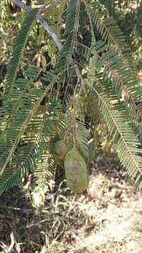 Image of Senna leandrii (Ghesq.) Du Puy