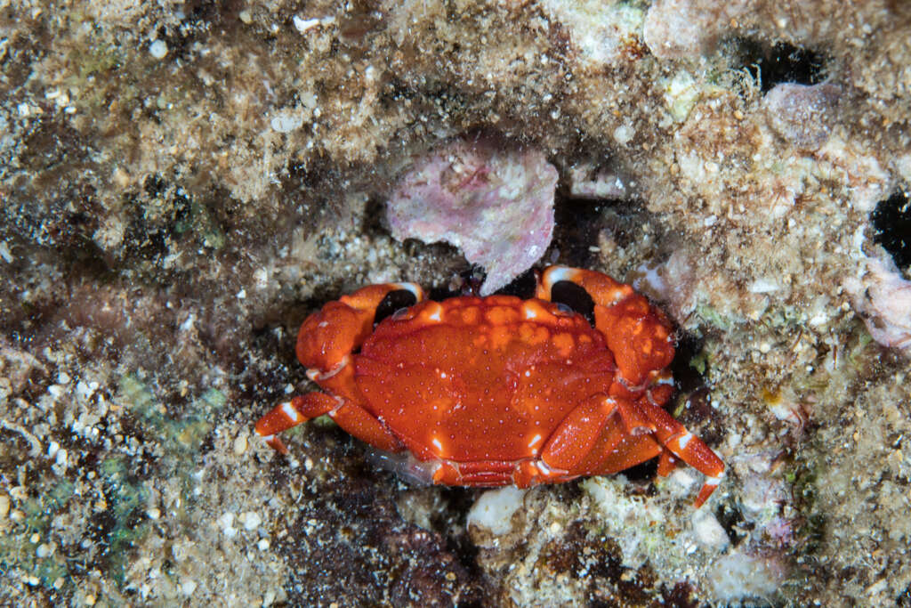 Image of areolated xanthid crab