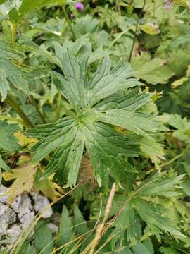 Imagem de Aconitum lycoctonum subsp. neapolitanum (Ten.) Nyman