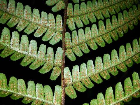 Image of Dryopteris affinis (Lowe) Fraser-Jenkins