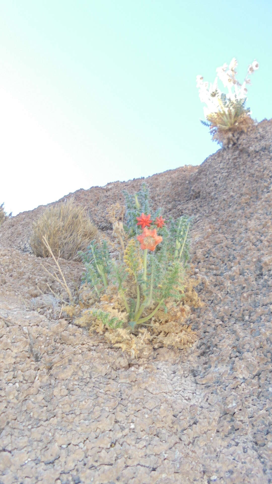 Image of Caiophora chuquitensis (Meyen) Urban & Gilg