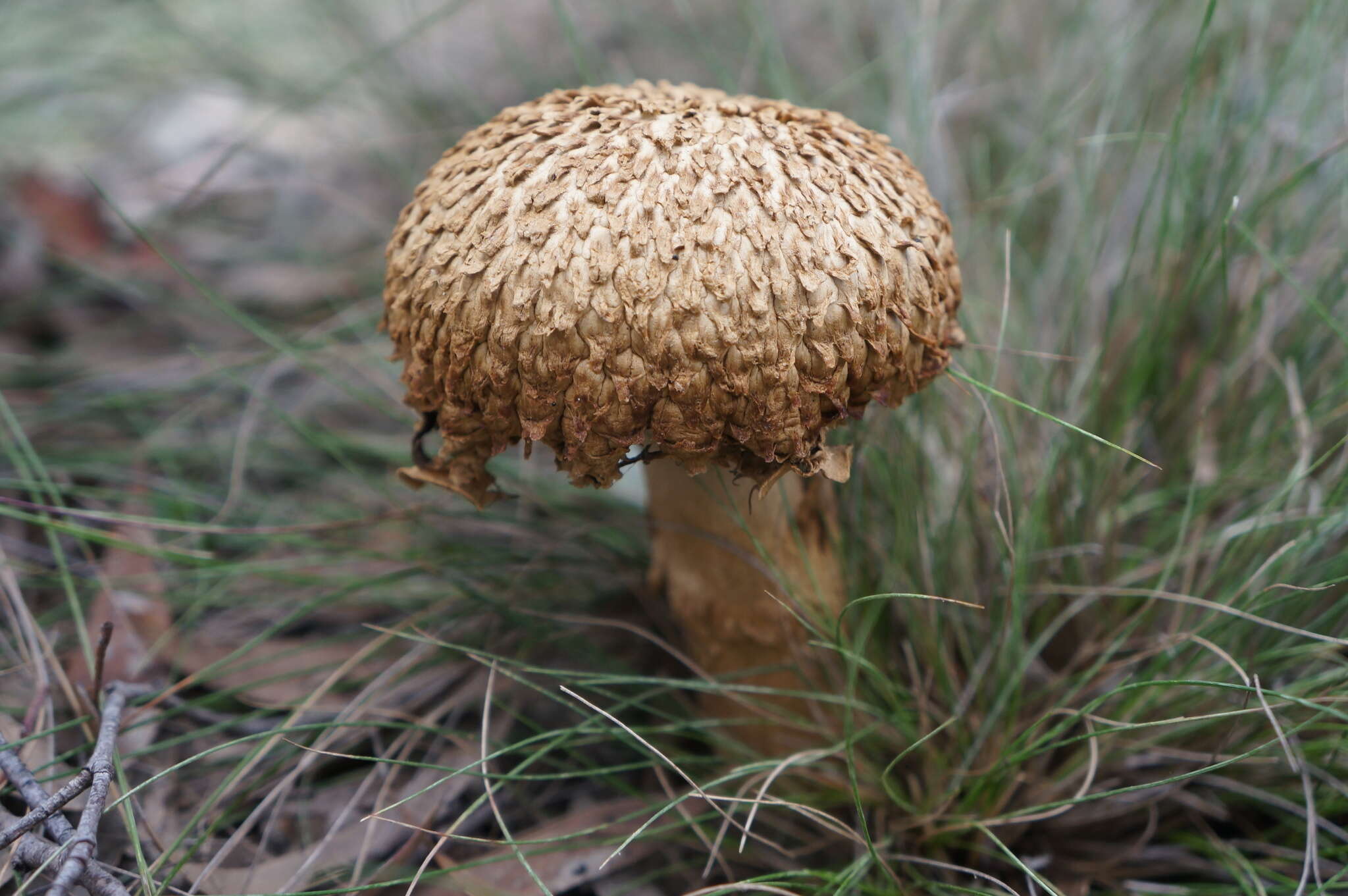 Sivun Boletellus emodensis (Berk.) Singer 1942 kuva